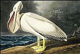 John James Audubon American White Pelican i painting